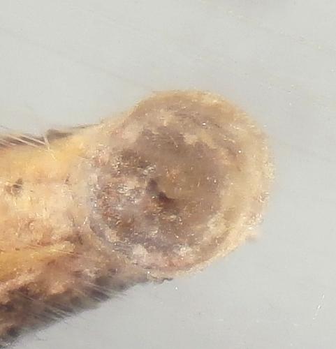 Réf. 237 844 : Coleophora texanella